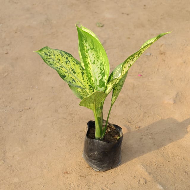 Dieffenbachia Mary in 7 Inch Nursery Bag