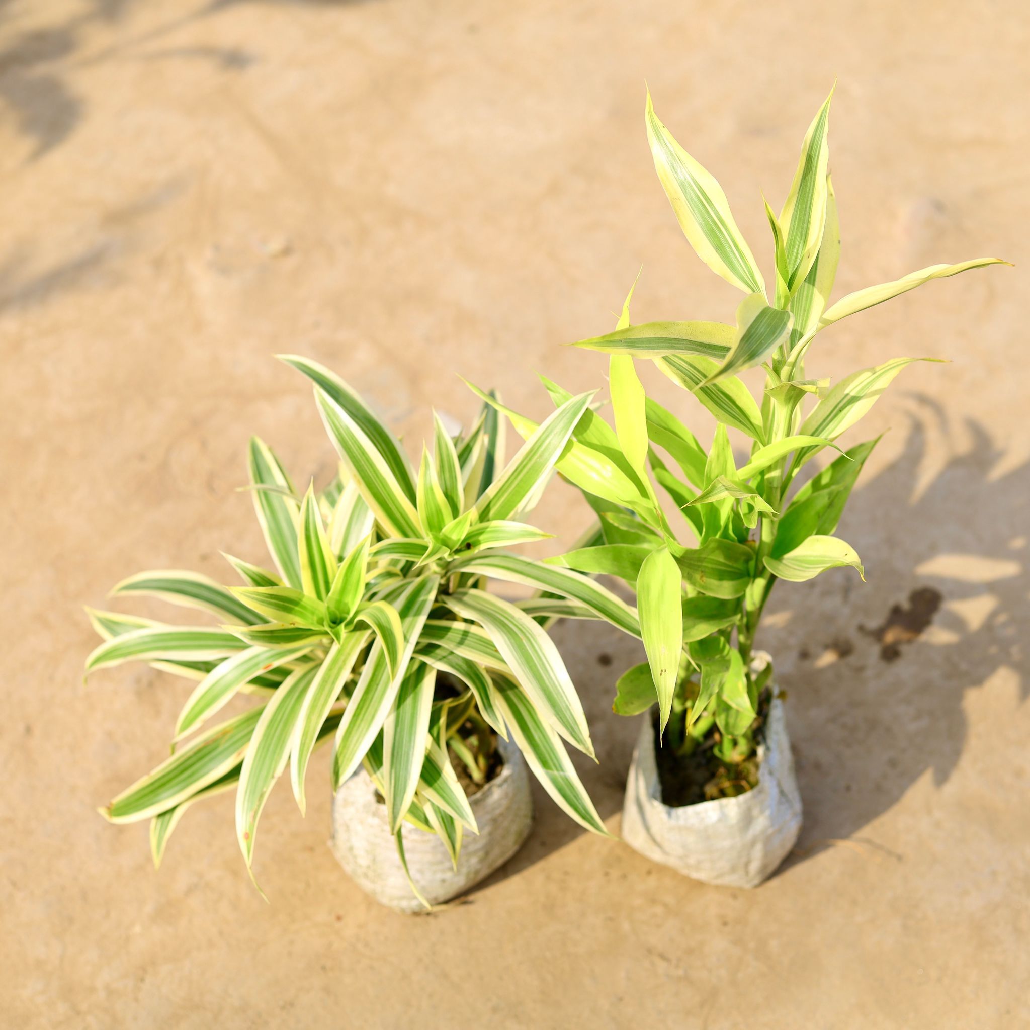 Set of 2 - Song of India & Golden Lucky Bamboo in 4 Inch Nursery Bag