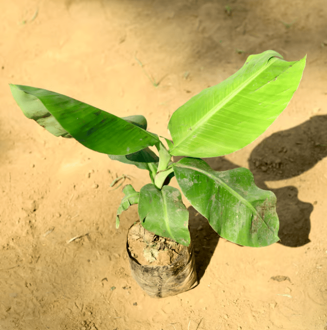 Banana / Kela Plant in 4 Inch Nursery Bag Banana / Kela Plant in 4 Inch Nursery Bag
