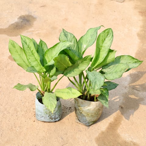 Set of 2 - Aglaonema Green in 8 Inch Nursery Bag