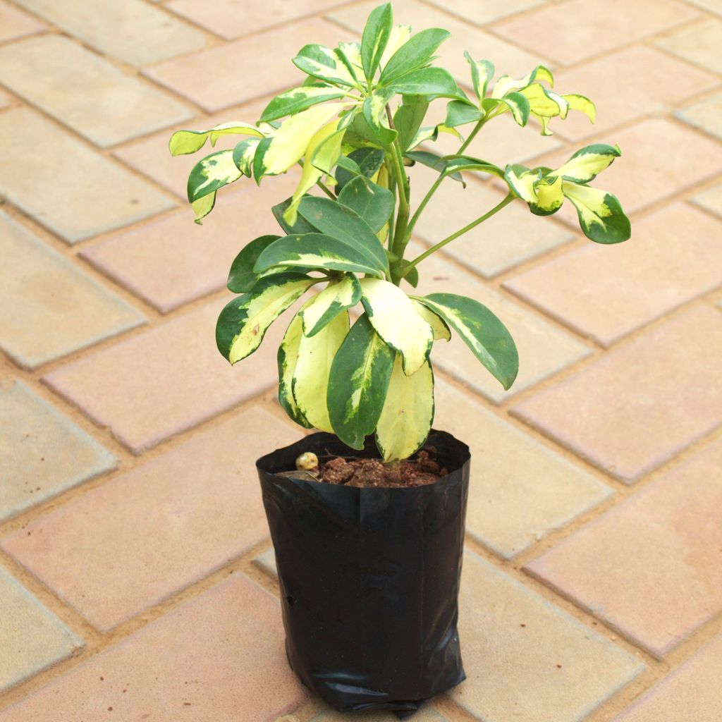 Buy Schefflera Brassia in 5 Inch Nursery Bag Online | Urvann.com Schefflera Brassia in 5 Inch Nursery Bag