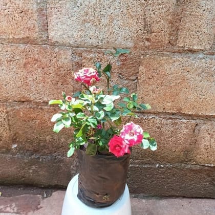 Buy Rose Red in 6 Inch Nursery Bag Online | Urvann.com
