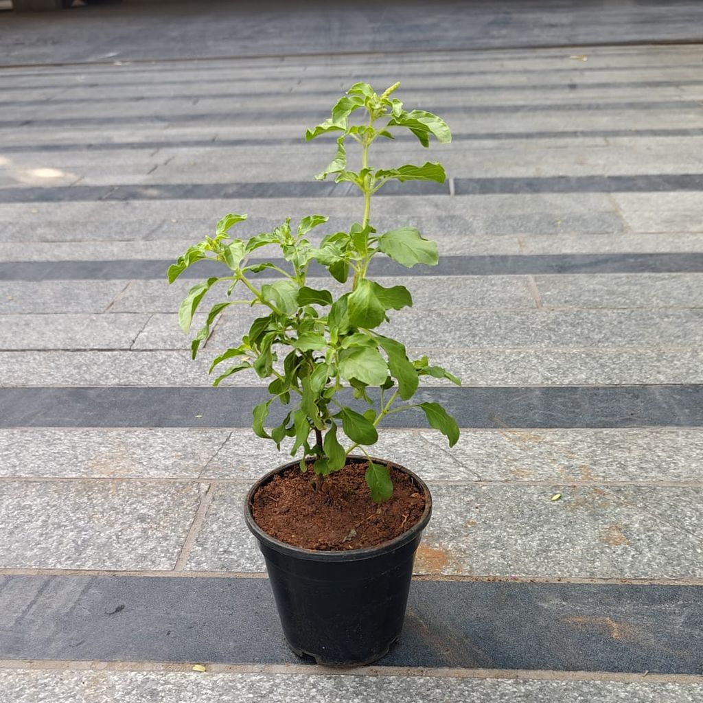 Buy Rama Tulsi in 4 Inch Nursery Pot Online | Urvann.com Rama Tulsi in 4 Inch Nursery Pot
