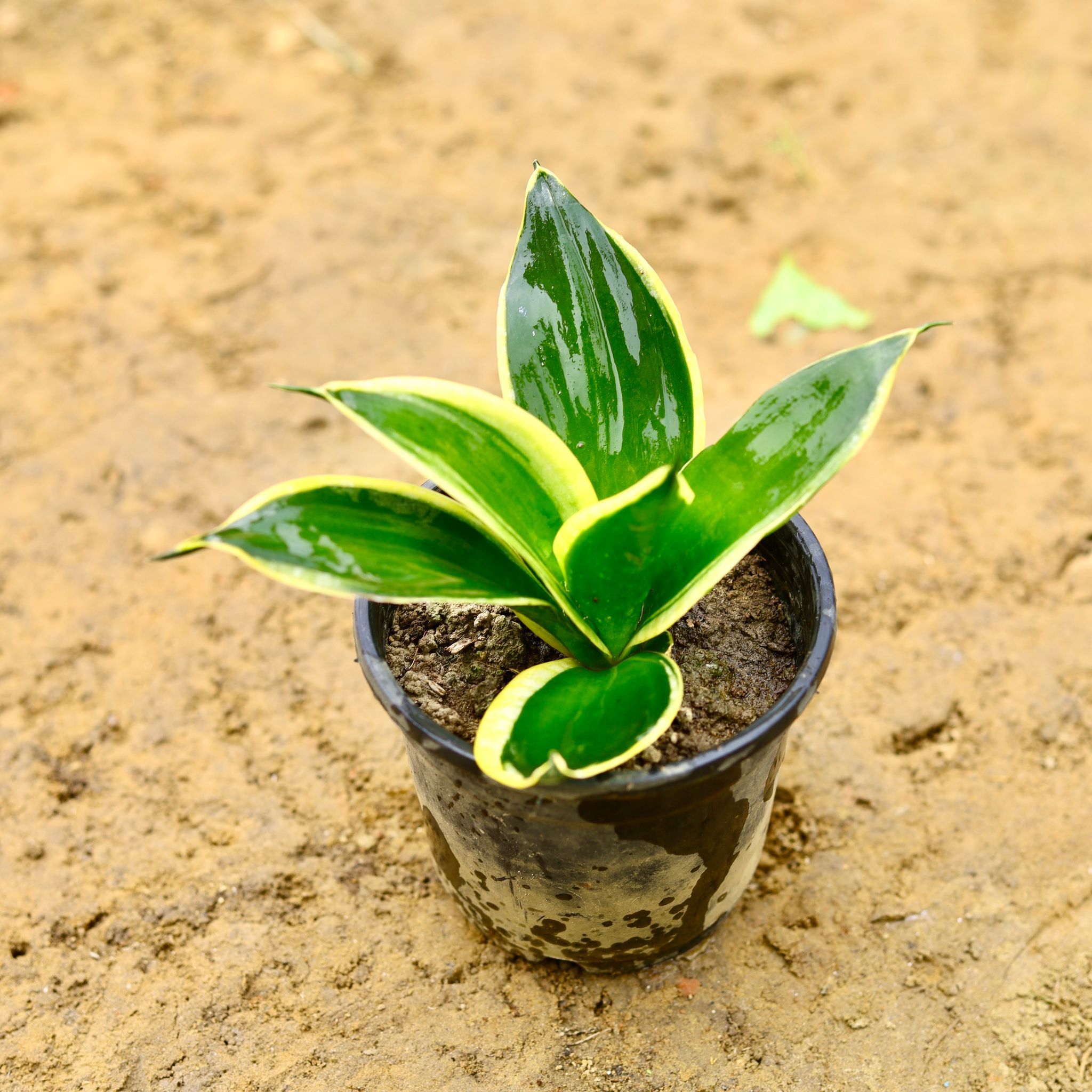 Snake Golden Dwarf in 4 Inch Nursery Pot
