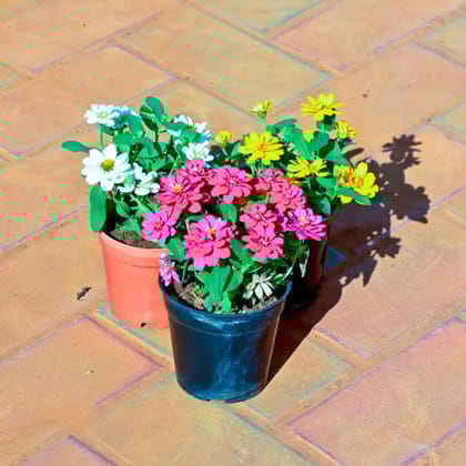 Set of 3 - Zinnia (White, Yellow & Pink) in 4 Inch Nursery Pot