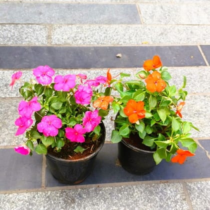 Buy Set of 2 - Impatient Balsamina (Pink & Orange) in 5 Inch Nursery Pot in 5 Inch Nursery Bag Online | Urvann.com