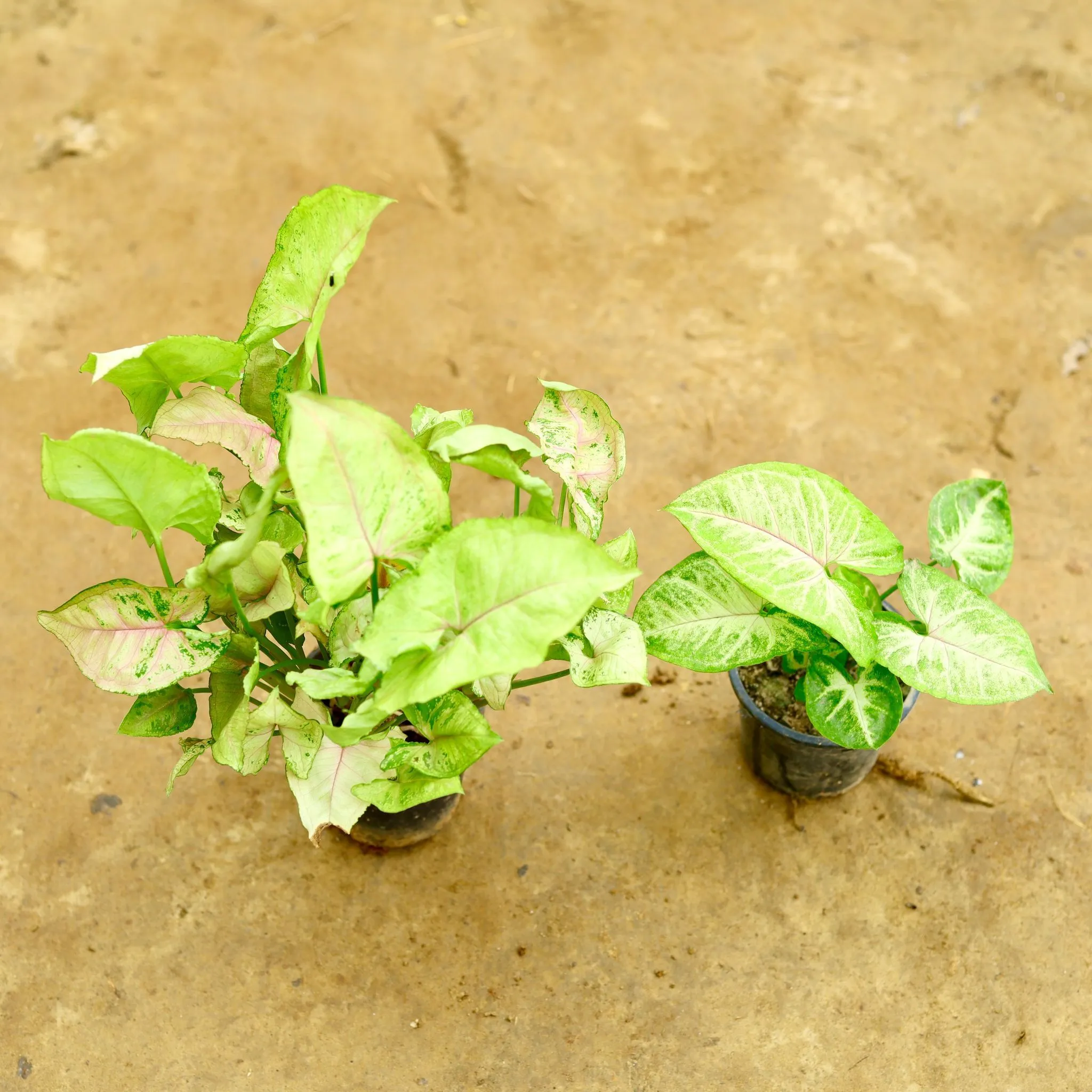 Set of 2 - Syngonium (Brown & Arrow Head) in 4 Inch Nursery Pot