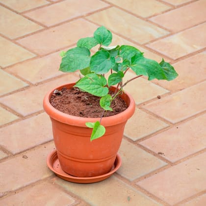 Buy Desi Paan / Betel Leaf� in 7 Inch Classy Red Plastic Pot with Tray Online | Urvann.com