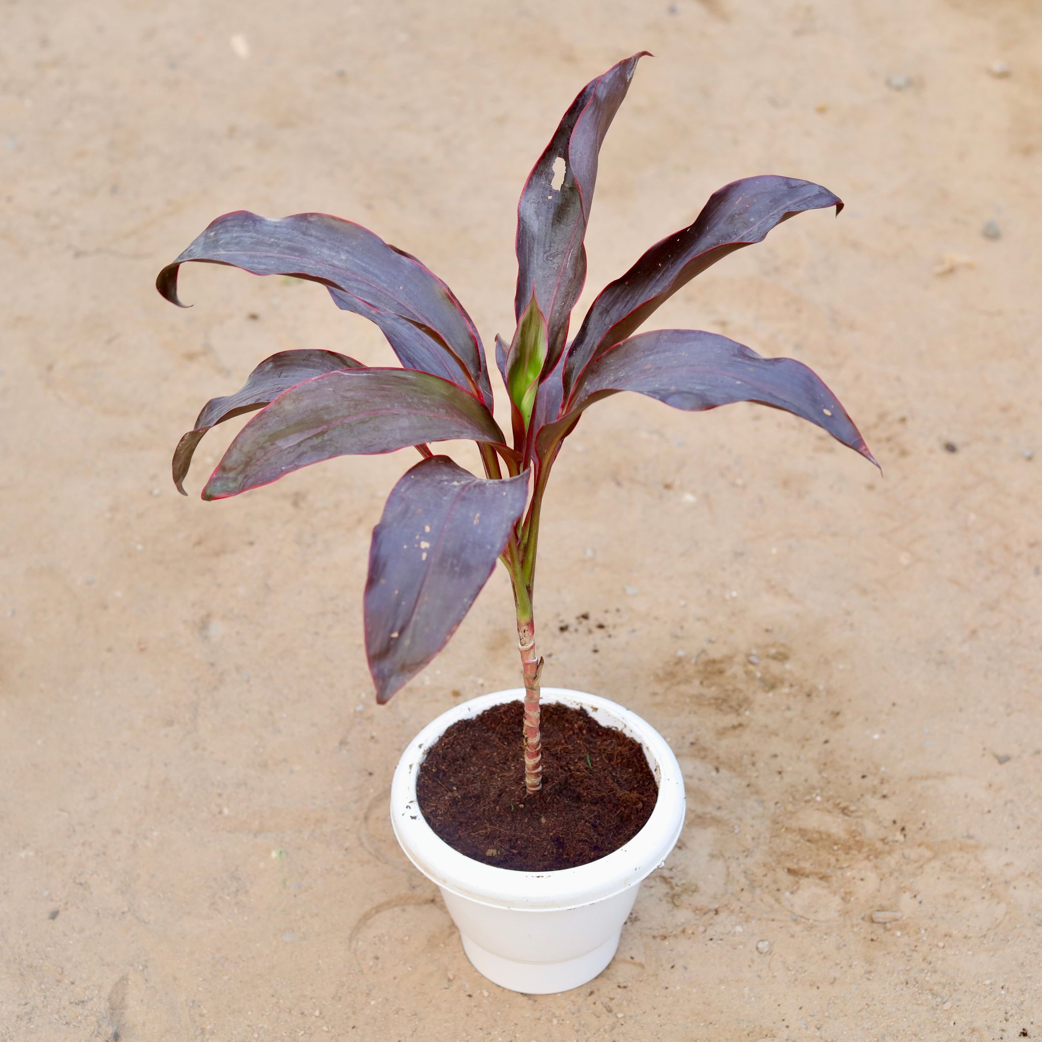 Dracaena Kedarnath / Ruby in 6 Inch Classy White Plastic Pot