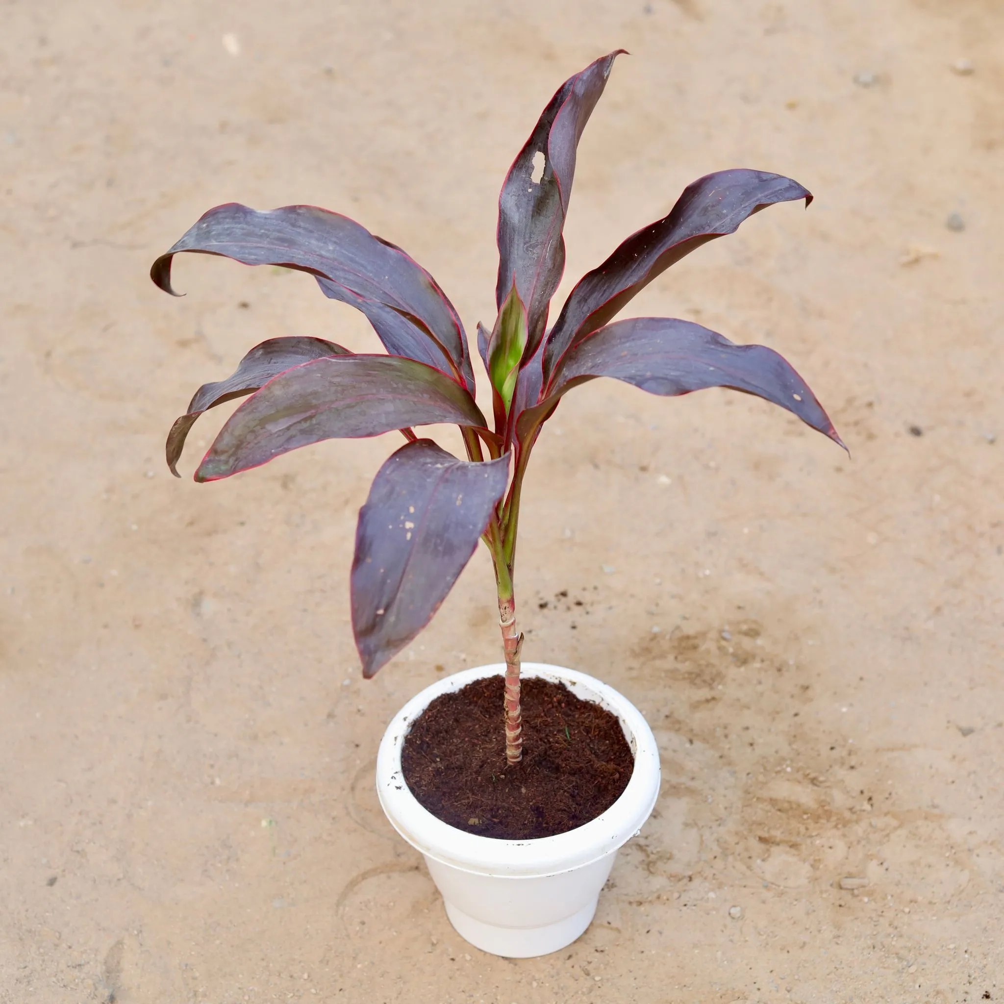 Dracaena Kedarnath / Ruby in 6 Inch Classy White Plastic Pot