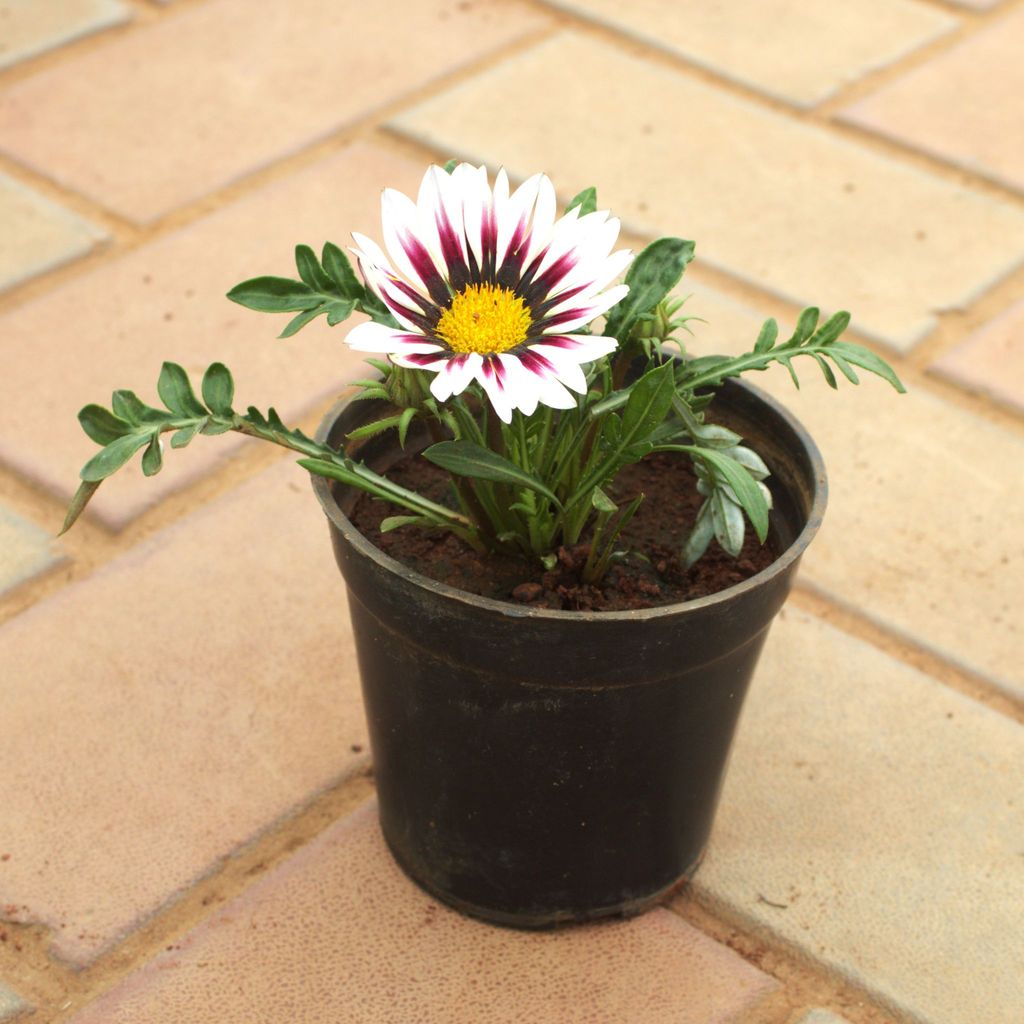 Buy Gazania (Any Colour) in 4 Inch Nursery Pot Online | Urvann.com Gazania (Any Colour) in 4 Inch Nursery Pot