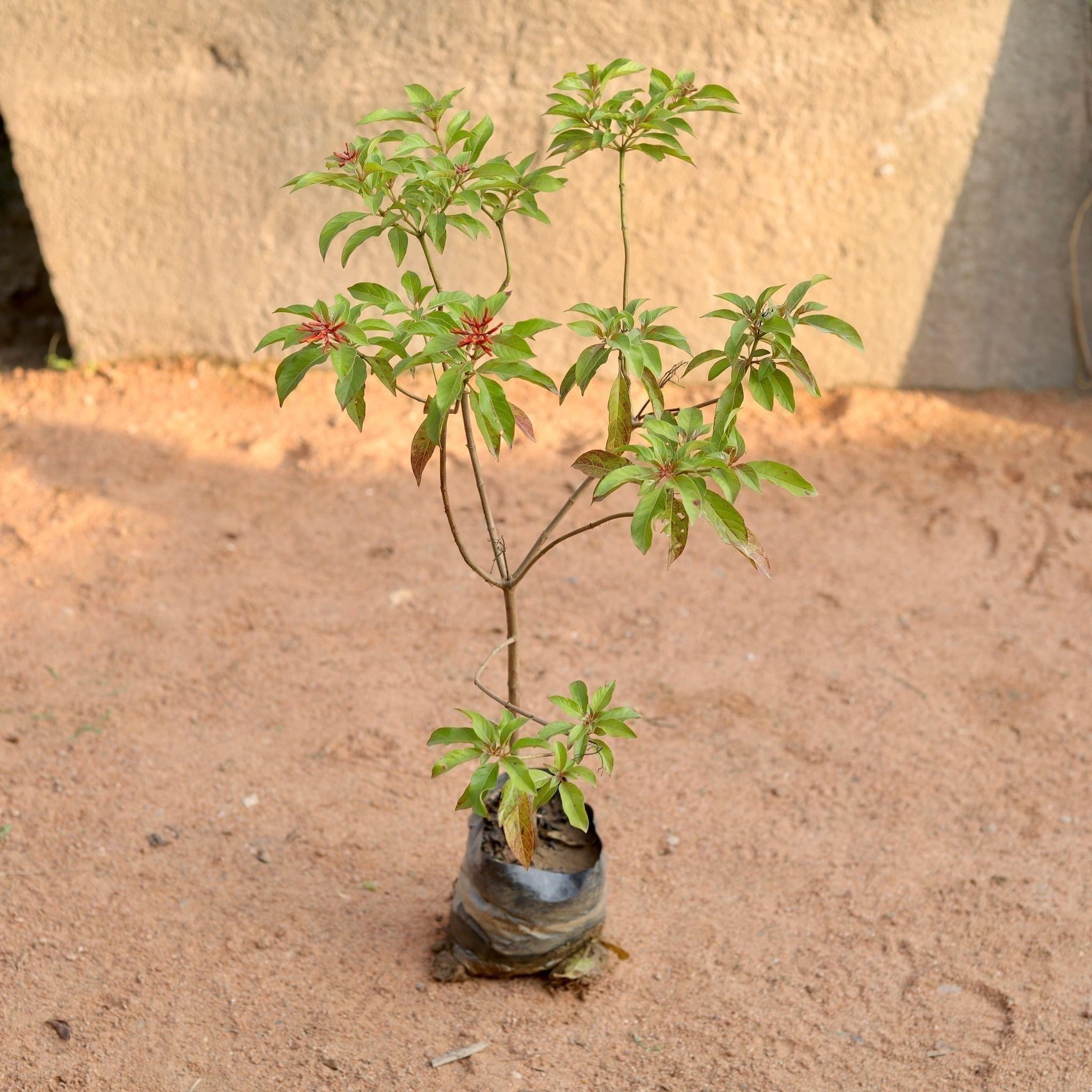 Hameliya in 6 Inch Nursery Bag
