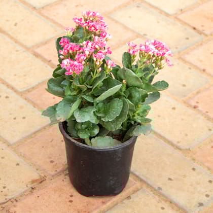 Buy Kalanchoe Pinnata Pink in 4 Inch Nursery Pot Online | Urvann.com