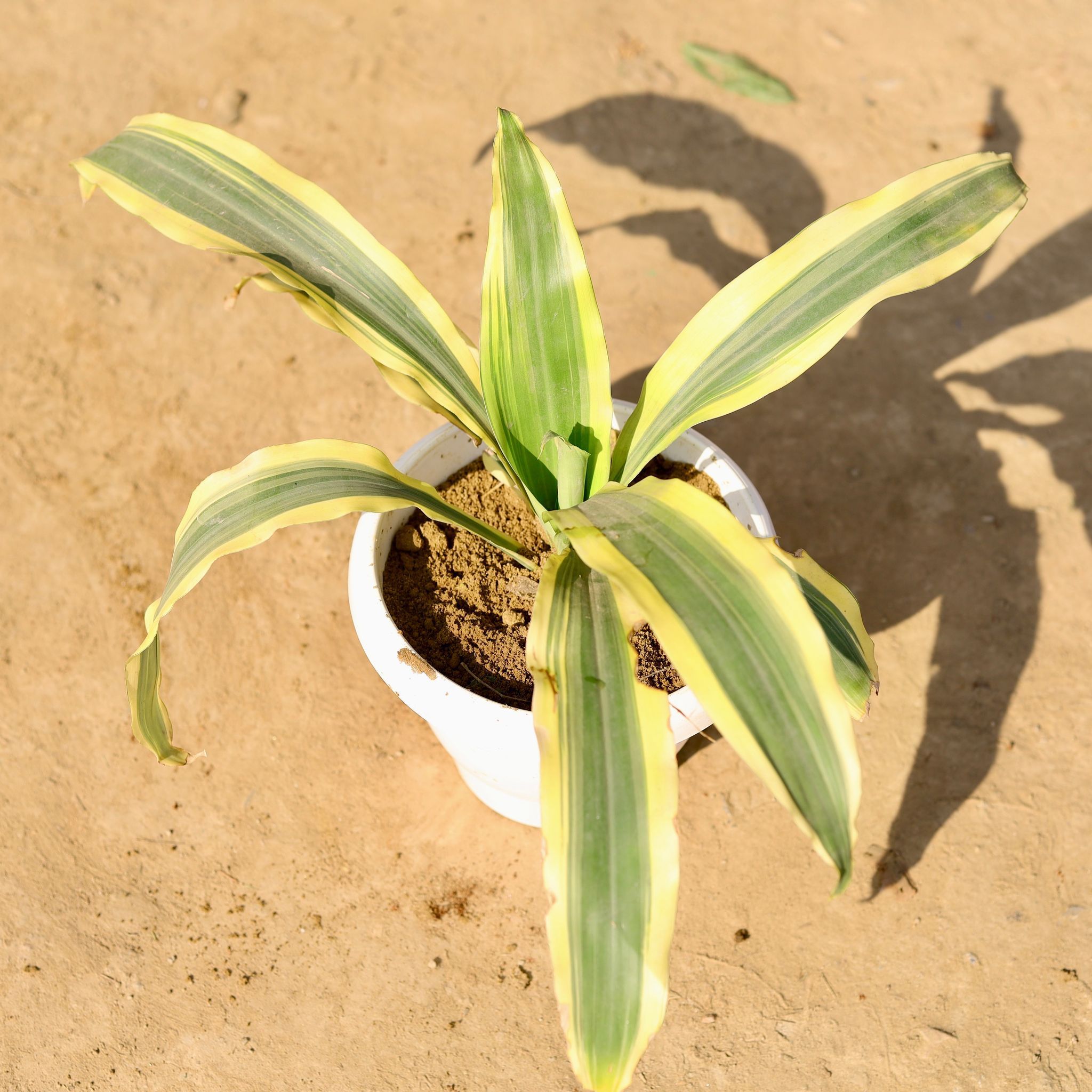 Dracaena Victoria in 8 Inch Classy White Plastic Pot