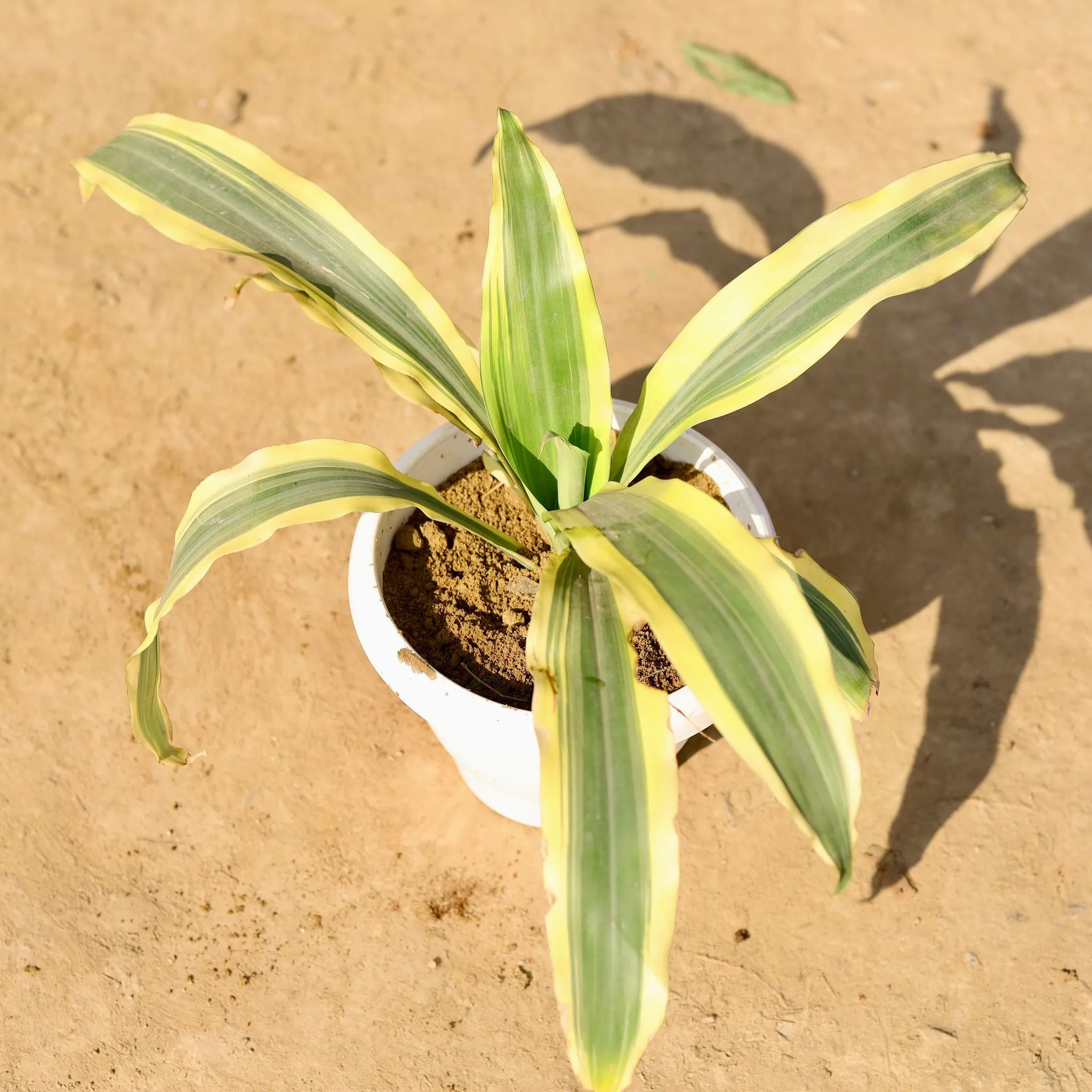 Dracaena Victoria in 8 Inch Classy White Plastic Pot