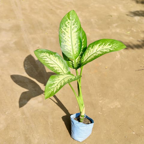 Dieffenbachia (~ 2.5 Ft) in 7 Inch Nursery bag