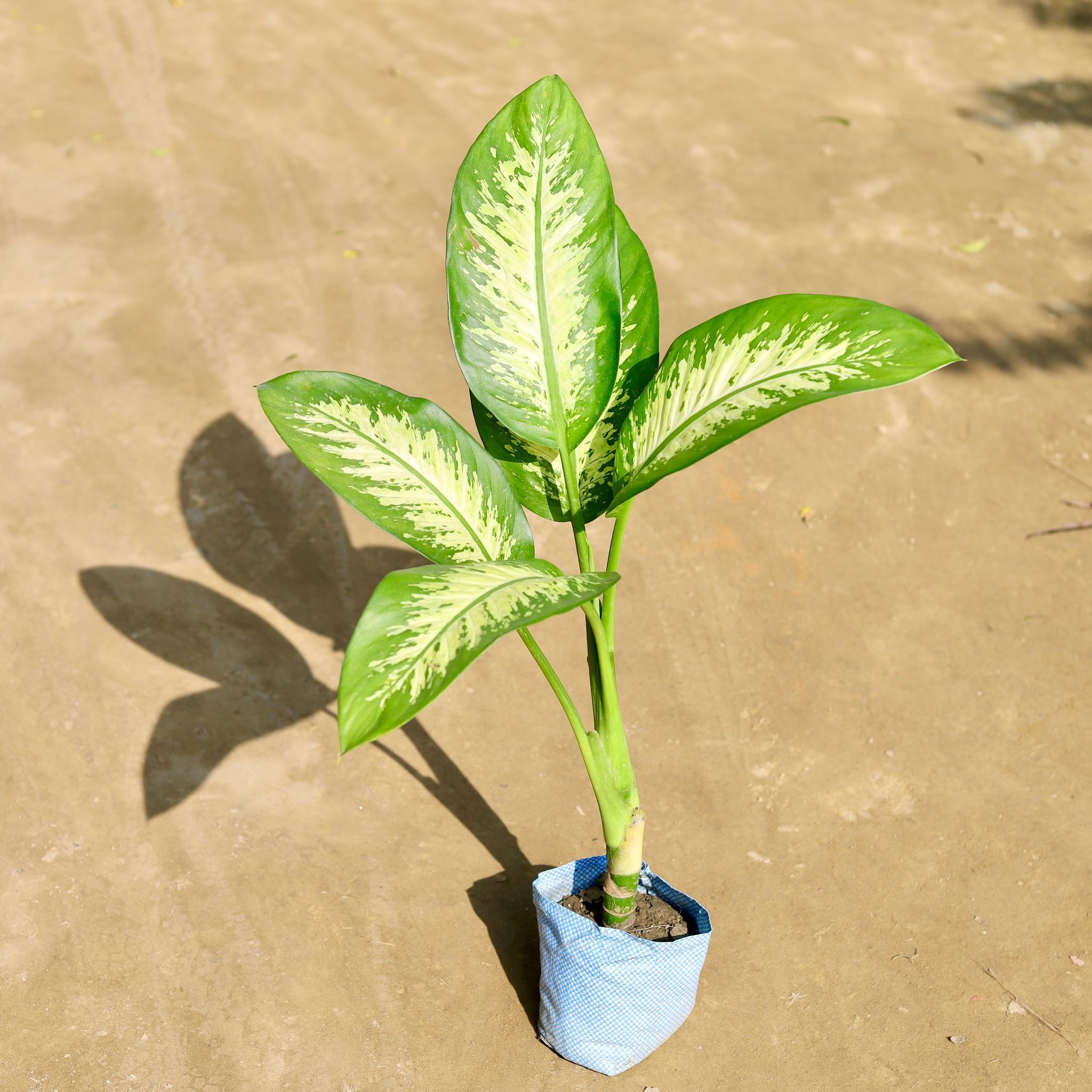 Dieffenbachia (~ 2.5 Ft) in 7 Inch Nursery bag