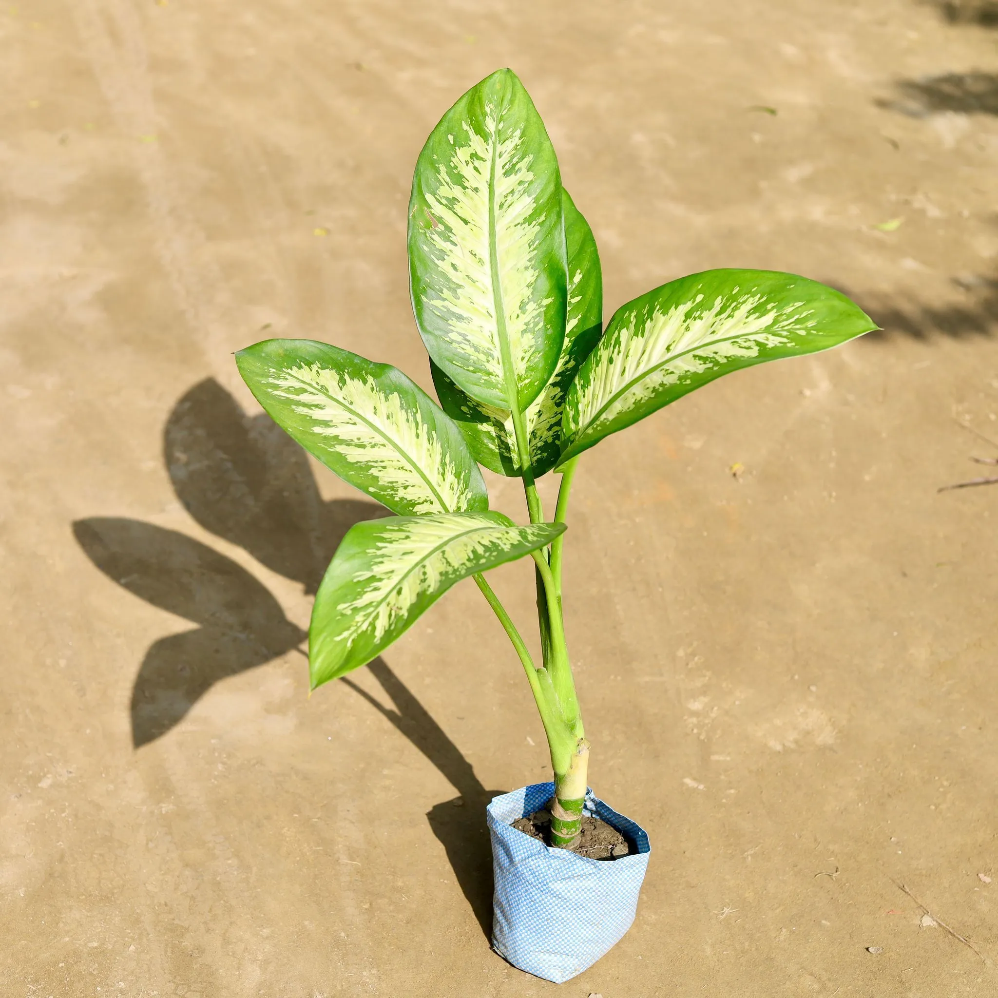 Dieffenbachia (~ 2.5 Ft) in 7 Inch Nursery bag