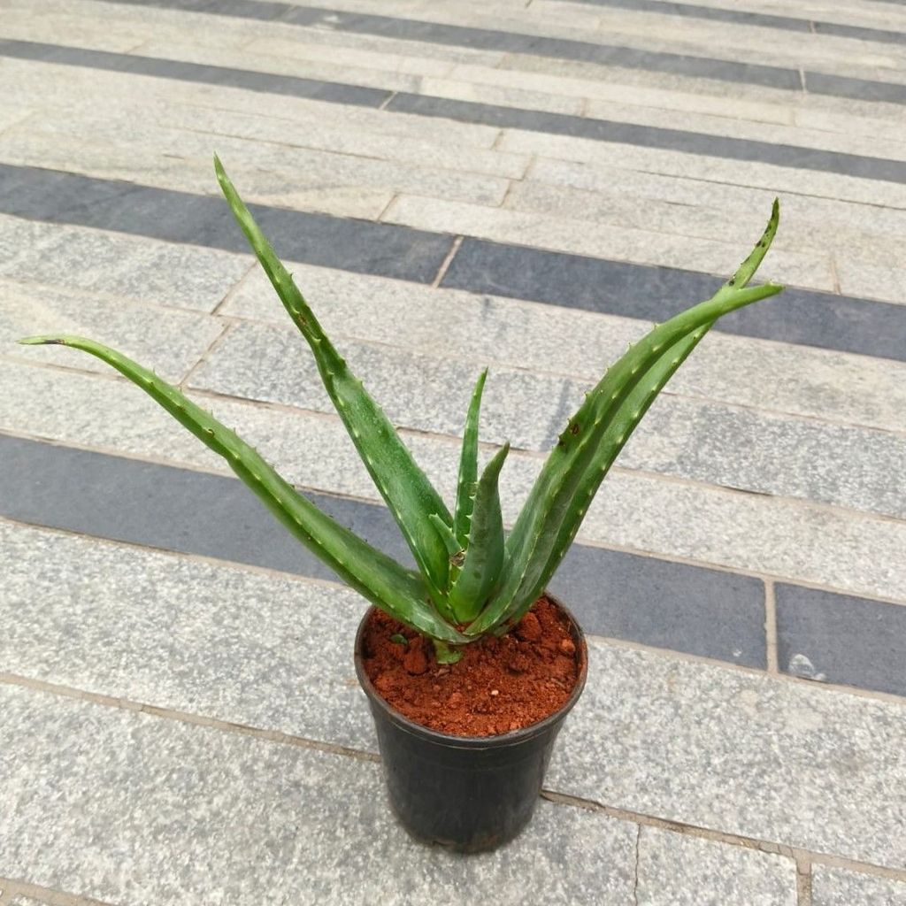 Aloe Vera in 5 Inch Nursery Pot Aloe Vera in 5 Inch Nursery Pot