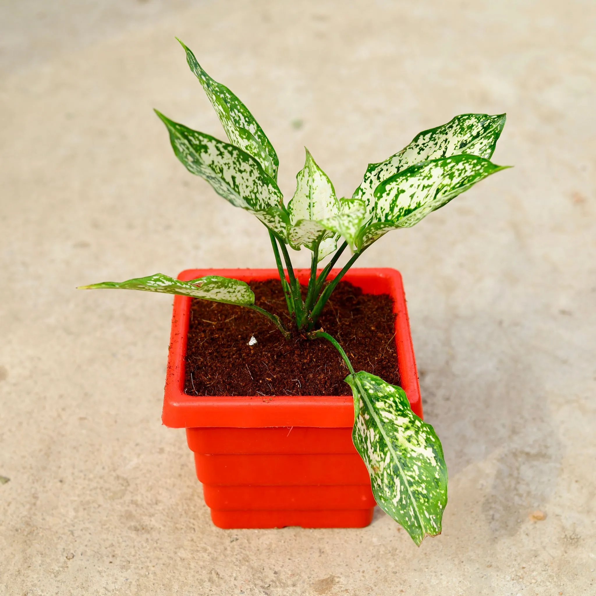 Aglaonema Snow White in 6 Inch Red Premium Orchid Square Plastic Pot