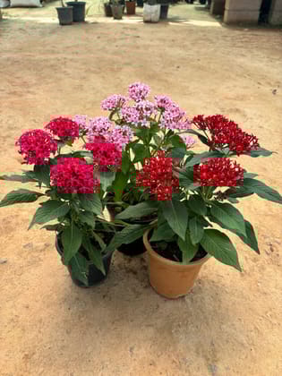 Buy Set of 3 - Pentas (Red, Pink & Purple) in 5 Inch Nursery Pot Online | Urvann.com