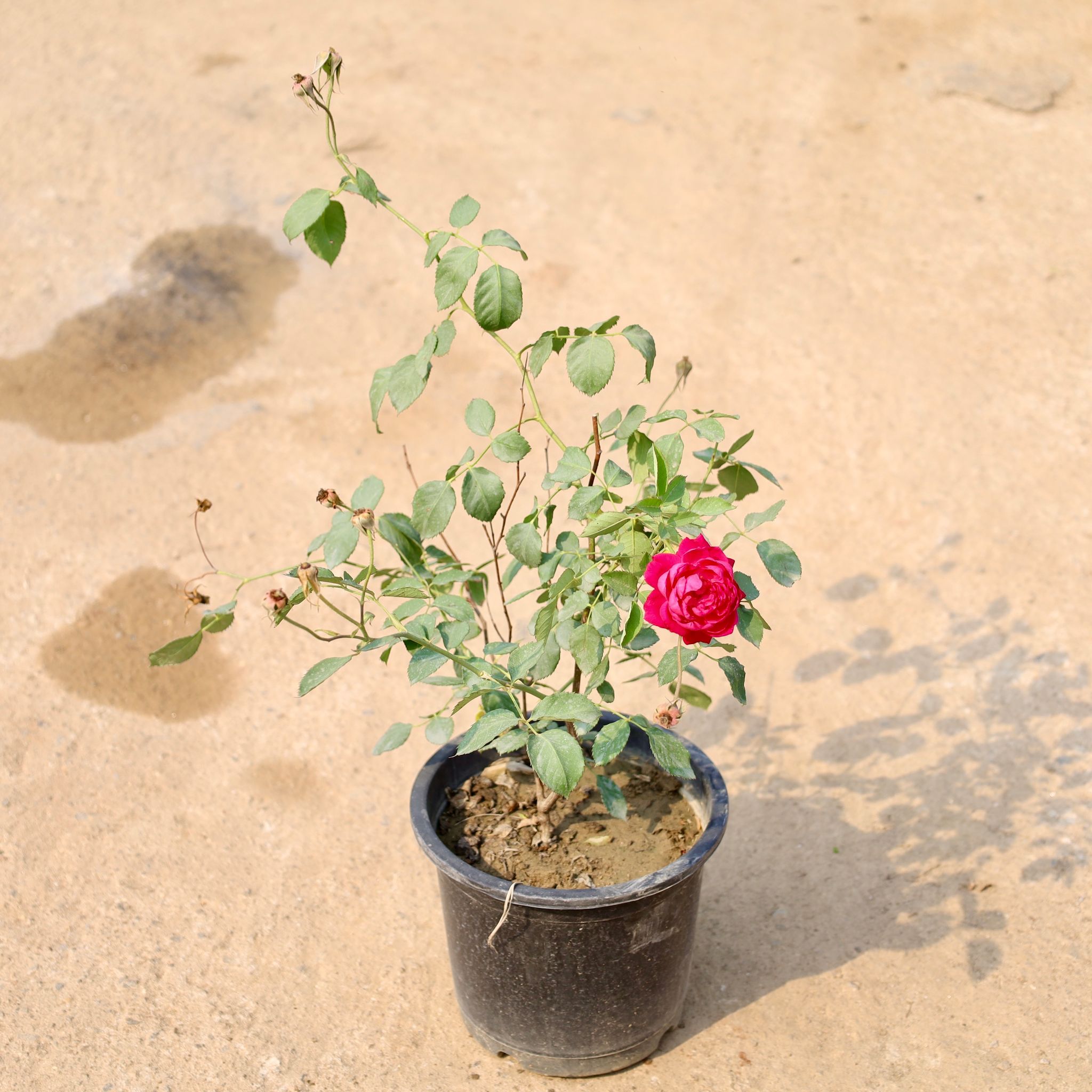 Desi Rose (Any Colour) in 8 Inch Nursery Pot