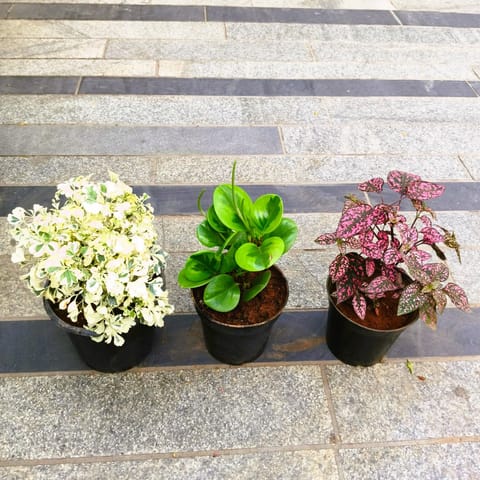 Set of 3 - Peperomia / Radiator Plant Green, Aralia White & Polka Dot Carmina in 5 Inch Nursery Pot