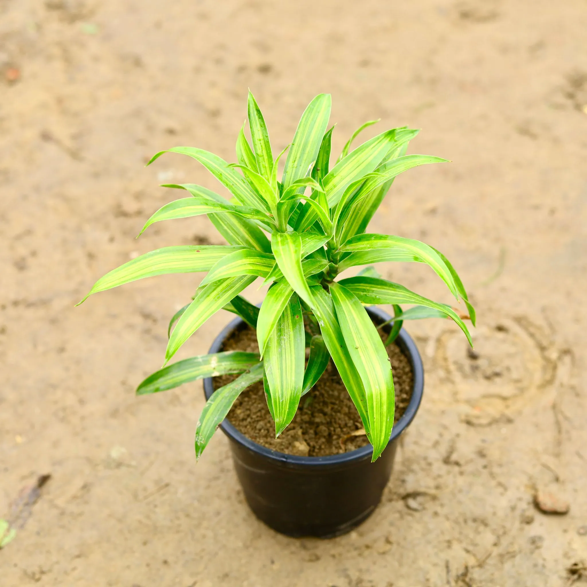 Dracaena Messenger in 6 Inch Nursery Pot