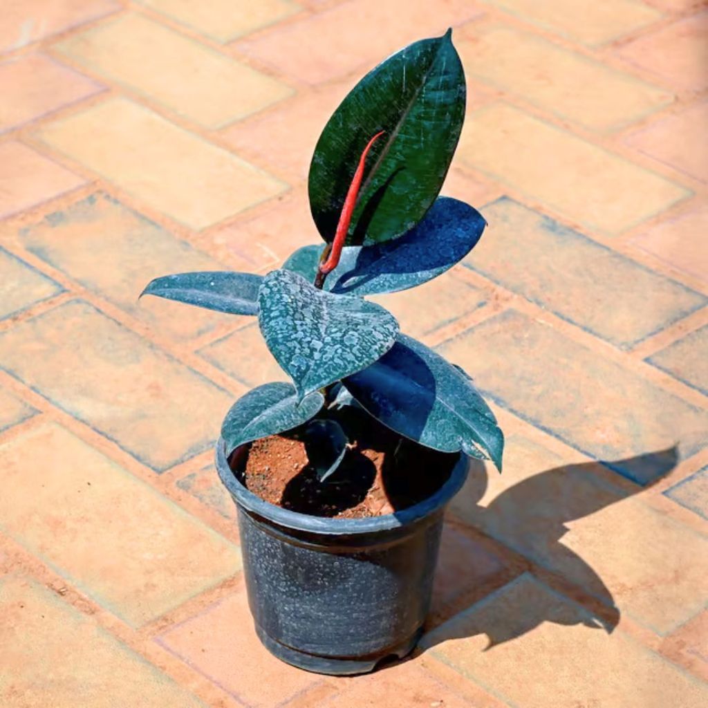 Rubber Plant Black in 6 Inch Nursery Pot Rubber Plant Black in 6 Inch Nursery Pot