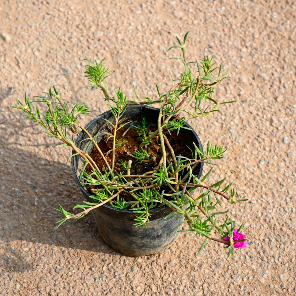 Buy Portulaca Moss Rose Pink in 5 Inch Nursery Pot Online | Urvann.com Portulaca Moss Rose Pink in 5 Inch Nursery Pot