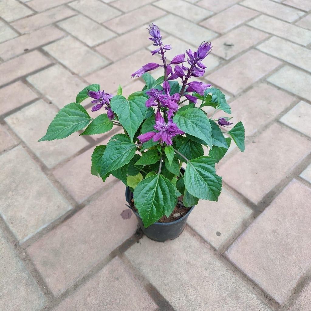 Buy Water Snake Plant (~ 1 ft) in Transparent Plastic Pot Online | Urvann.com Salvia Blue in 4 Inch Nursery Pot (colour may vary)