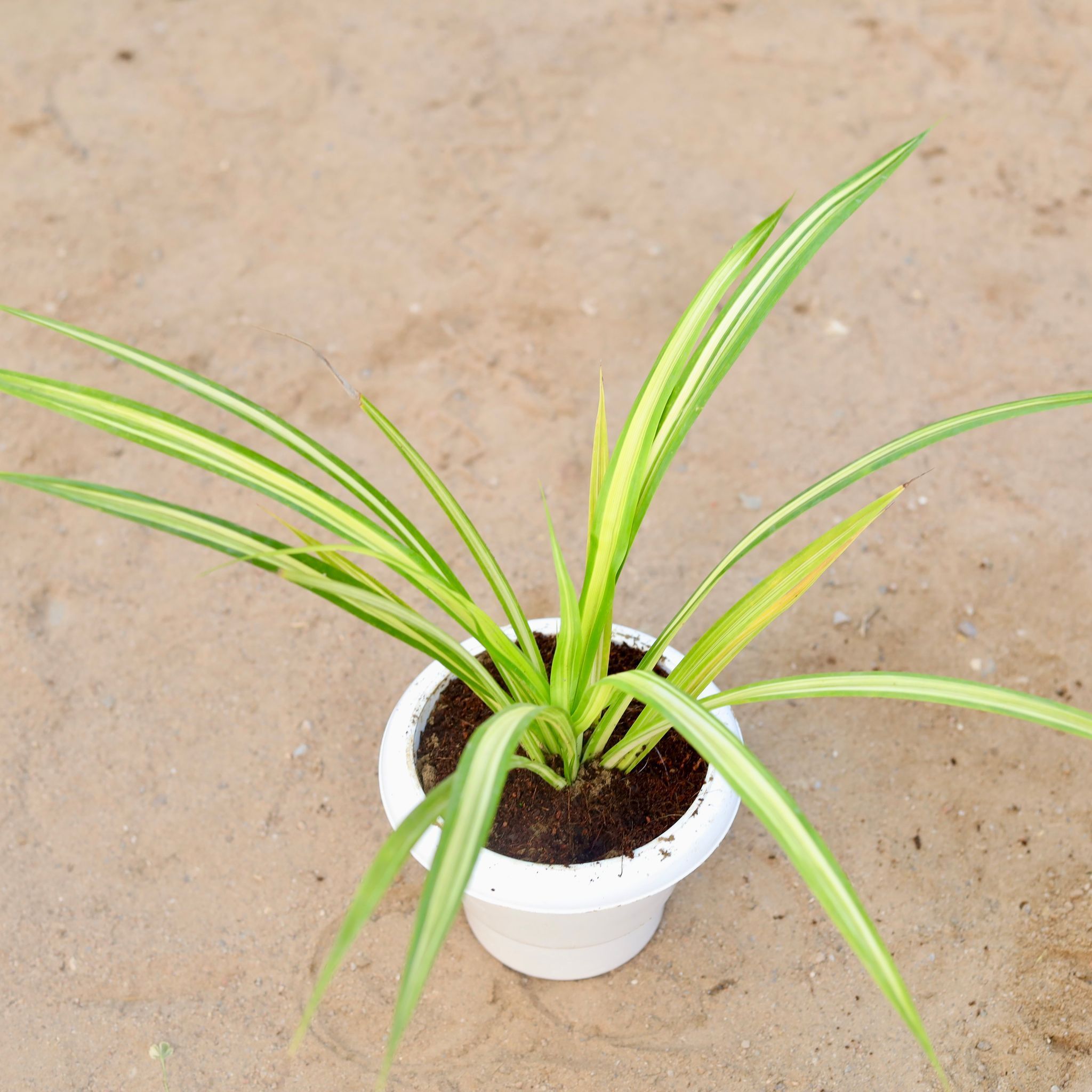 Golden Spider / Pandanus / Screwpine in 6 Inch Classy White Plastic Pot