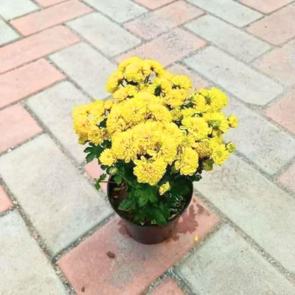 Chrysanthemum / Guldaudi Yellow in 4 Inch Nursery Pot Chrysanthemum / Guldaudi Yellow in 4 Inch Nursery Pot
