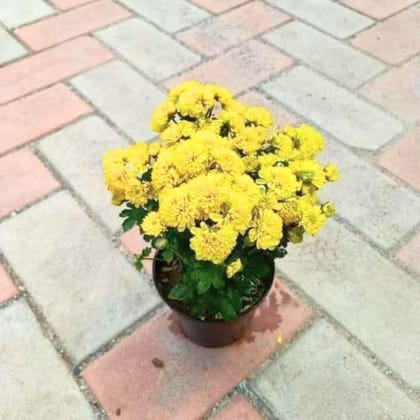 Chrysanthemum / Guldaudi Yellow in 4 Inch Nursery Pot
