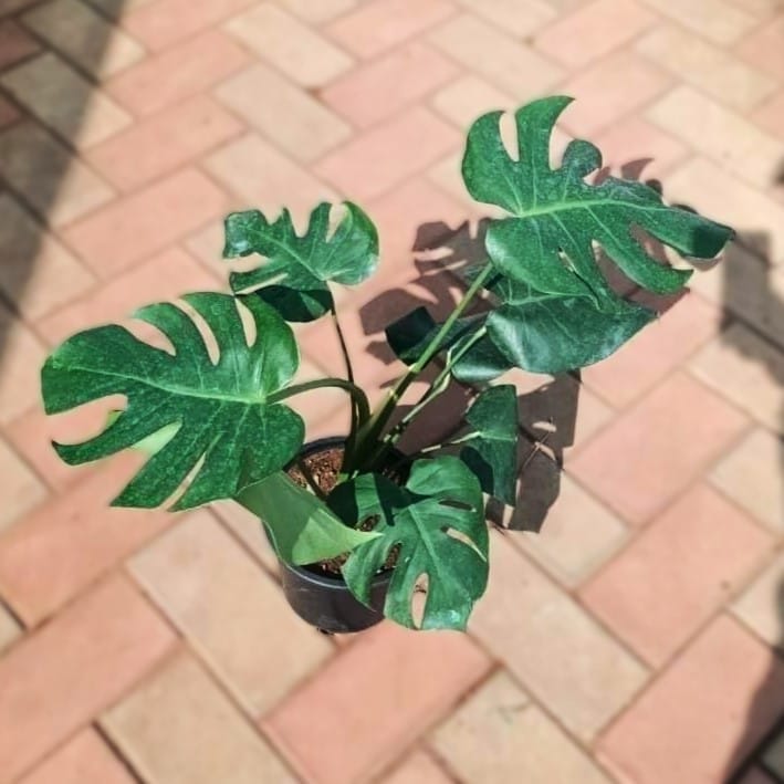 Monstera Deliciosa in 6 Inch Nursery Pot Monstera Deliciosa in 6 Inch Nursery Pot
