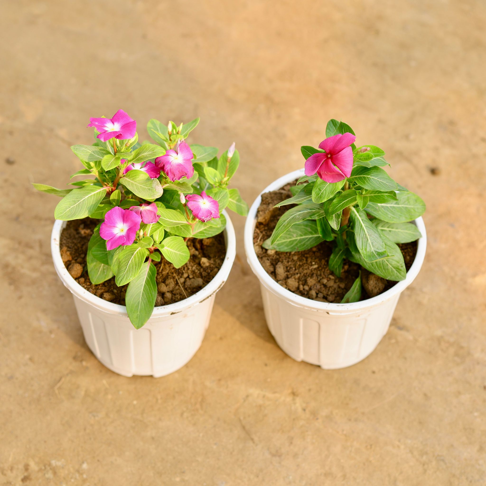 Set of 2 - Periwinkle / Sadabahar / Vinca (Any Colour) in 6 Inch White Super Nursery Pot