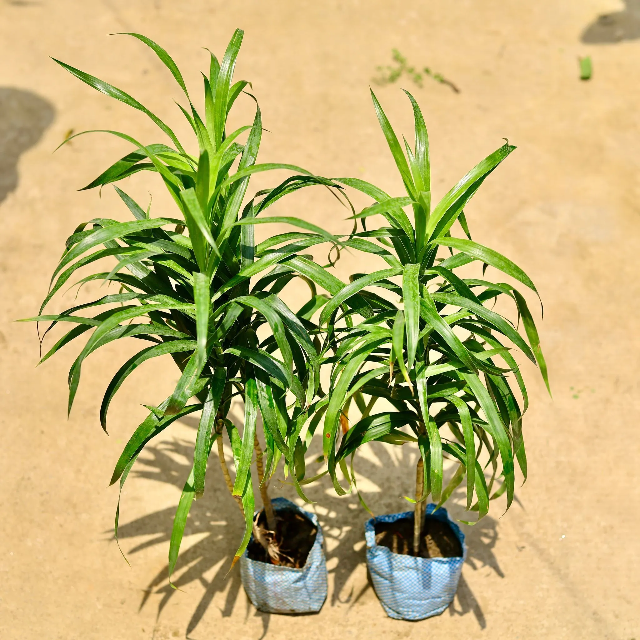 Set of 2 - Dracaena Green in 4 Inch Nursery Bag