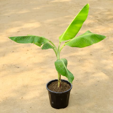 Banana in 8 Inch Nursery Pot