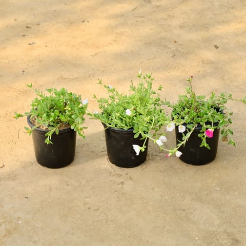 Set of 3 - Kulfa / Moss Rose / Common Purslane (Any Colour) in 6 Inch Nursery Pot