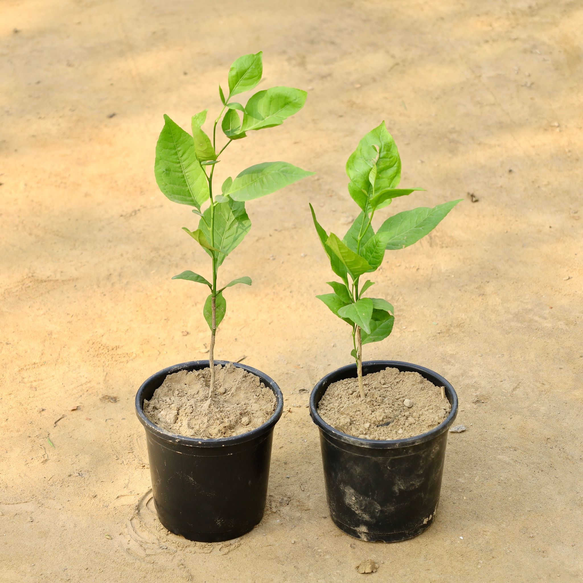 Set of 2 - Bel Patra in 6 Inch Nursery Pot