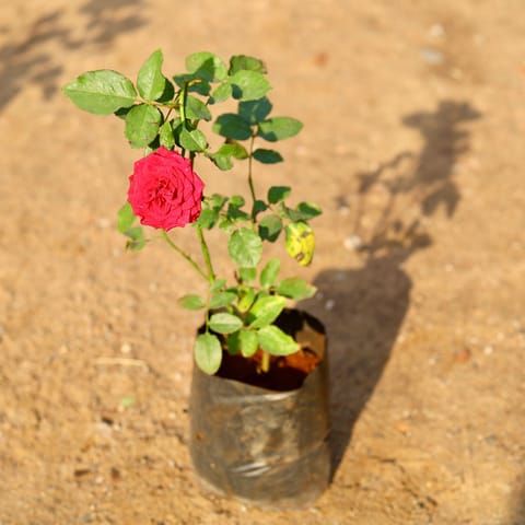 English Rose (any colour) in 6 Inch nursery bag
