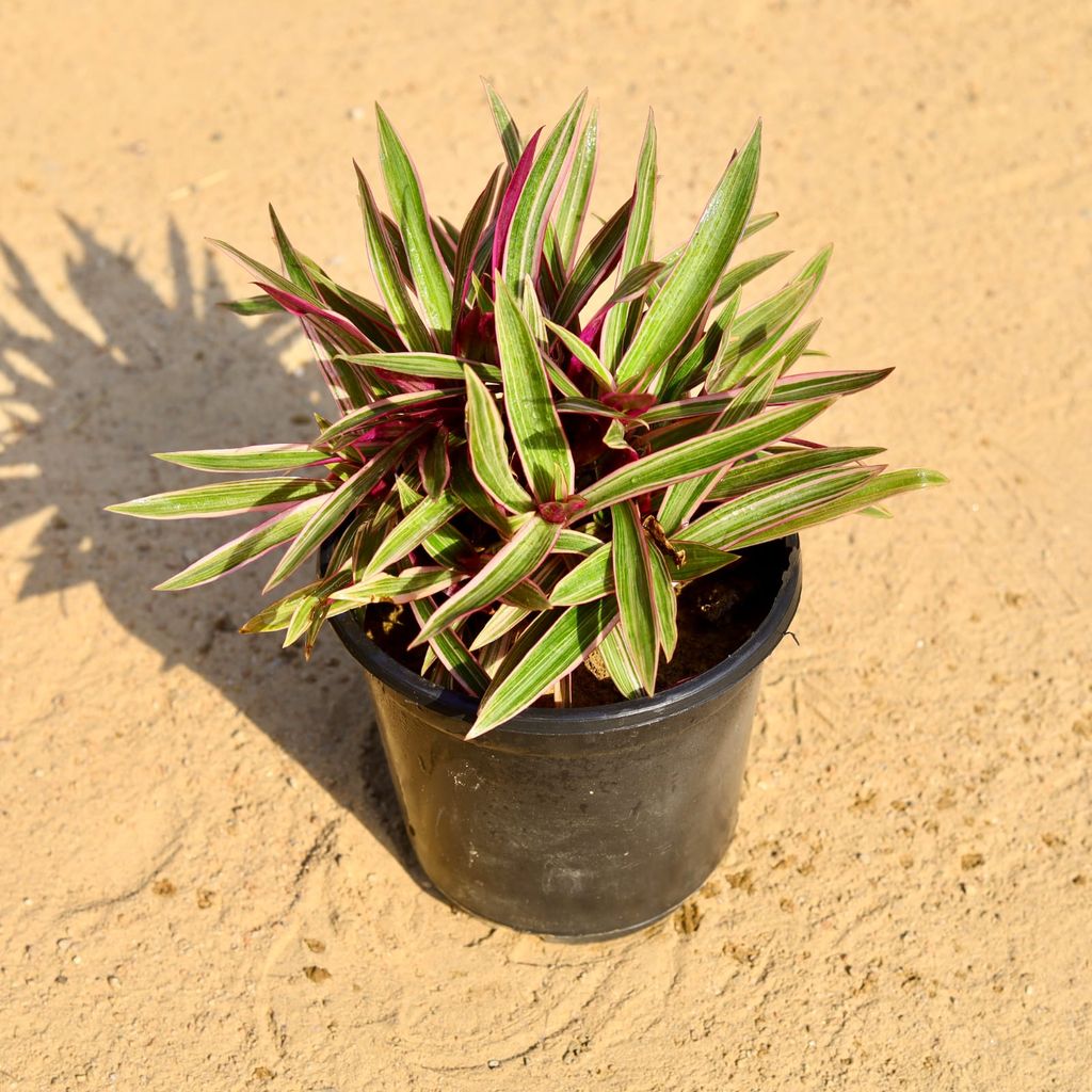 Rhoeo / Durangi Variegated Mother Plant in 6 Inch Nursery Pot