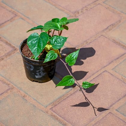 Buy Paan / Betal Leaf in 4 Inch Nursery Pot Online | Urvann.com