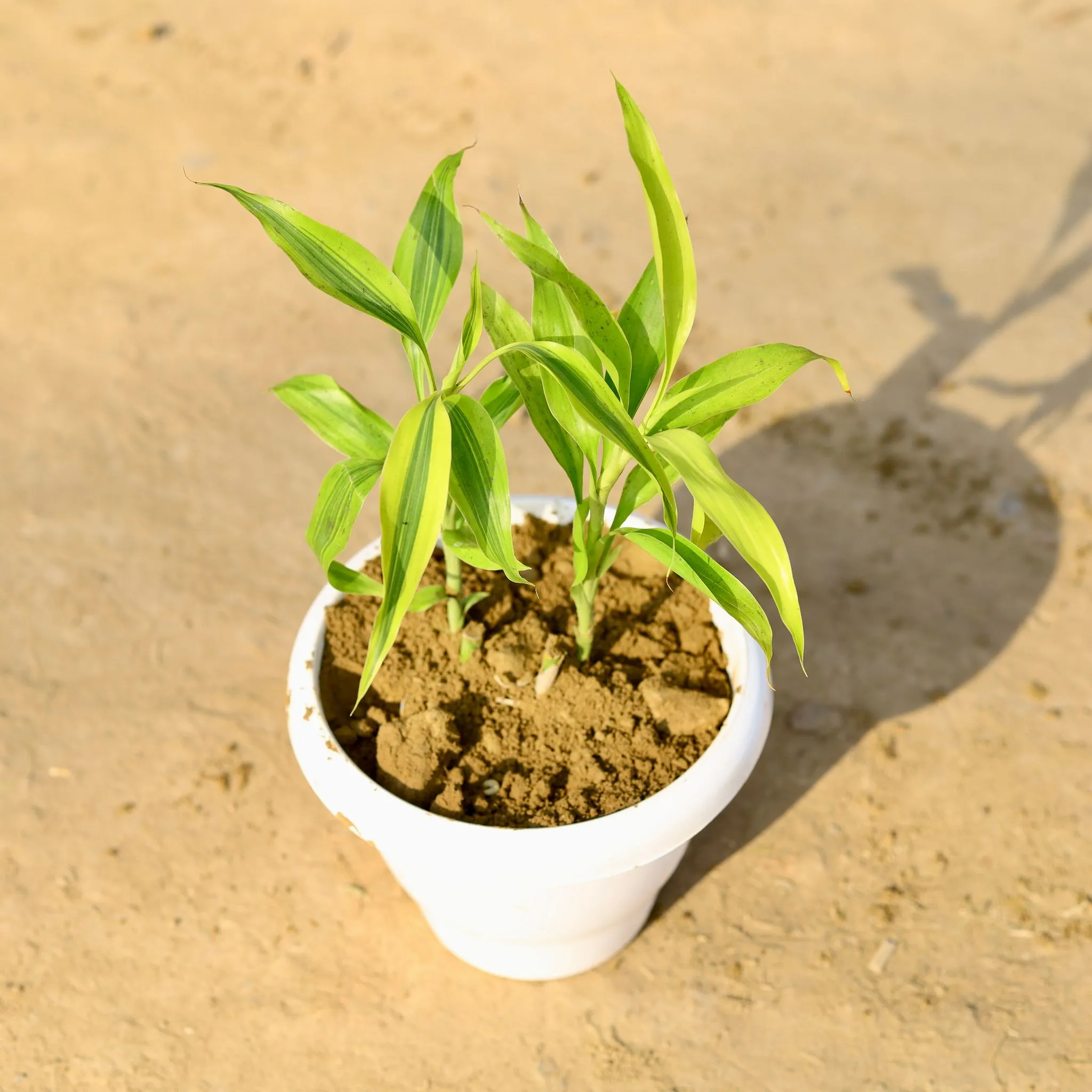 Lucky Bamboo in 8 Inch Classy White Plastic Pot