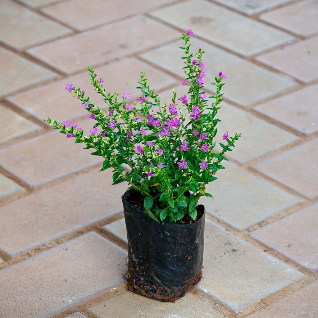 Cuphea Pink / False Heather in 4 Inch Nursery bag Cuphea Pink / False Heather in 4 Inch Nursery bag