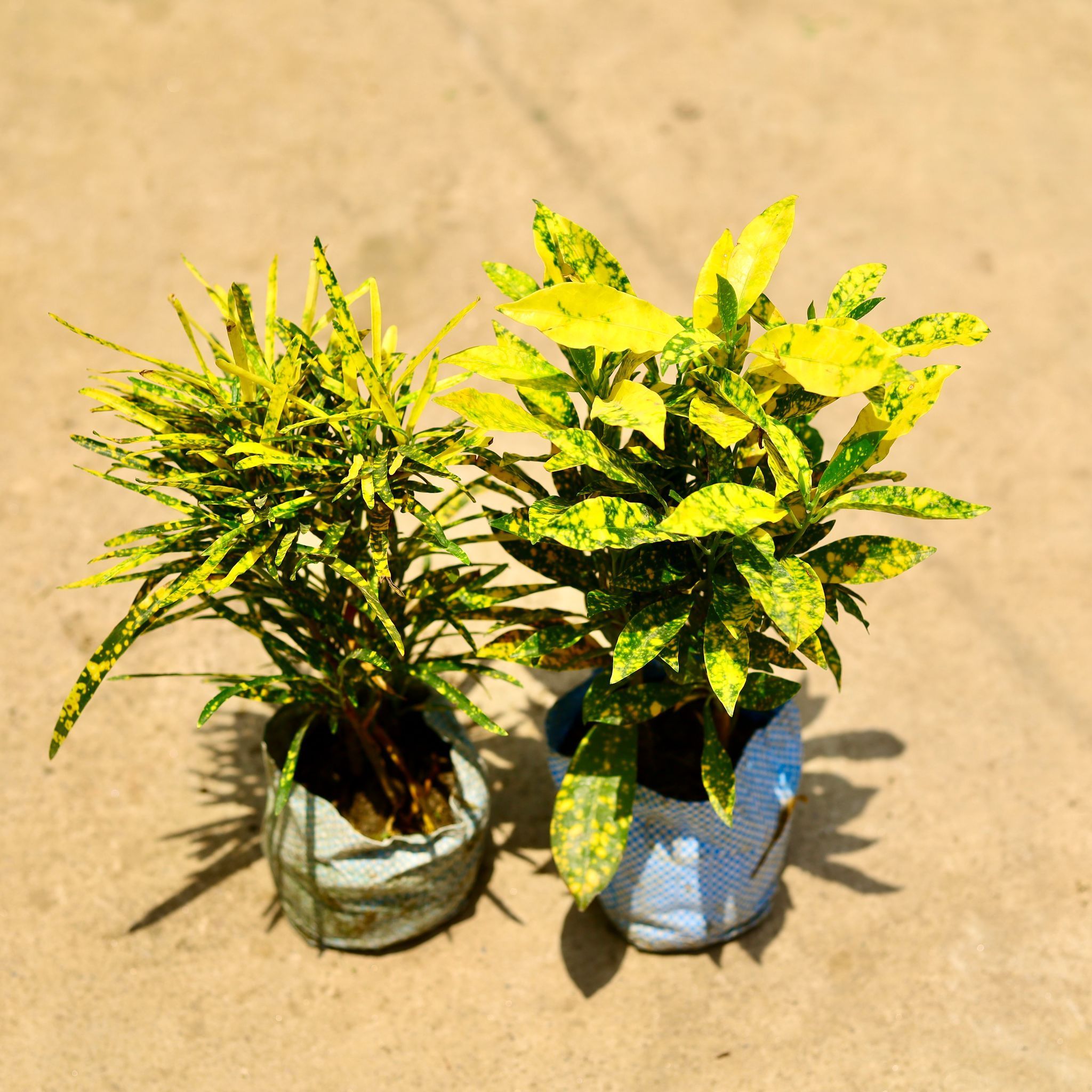 Set of 2 - Baby Croton & Choronji Croton in 4 Inch Nursery Bag
