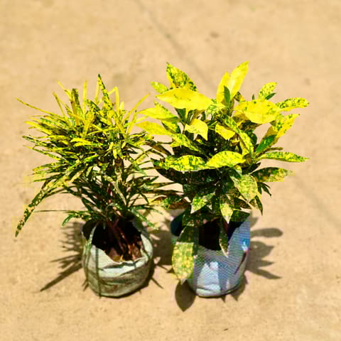 Set of 2 - Baby Croton & Choronji Croton in 4 Inch Nursery Bag