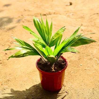 Buy China / Fan Palm in 6 Inch Red Super Nursery Pot Online | Urvann.com