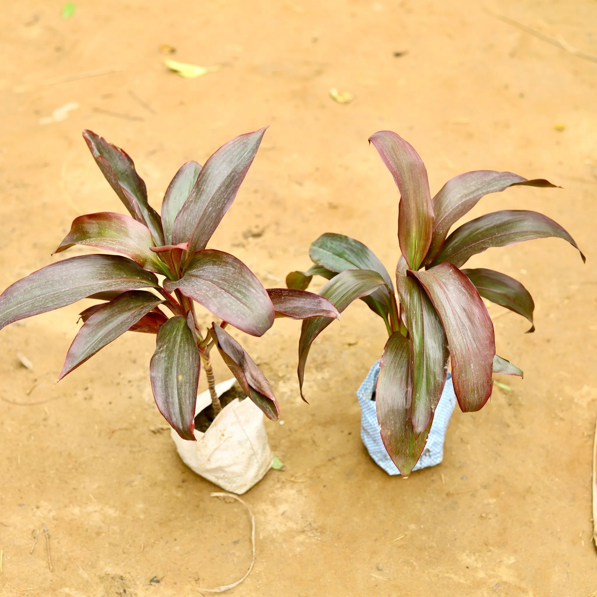 Set of 2 - Dracaena Rosea in 4 Inch Nursery Bag