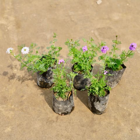 Set of 5 - Verbena (Any Colour) in 4 Inch Nursery bag